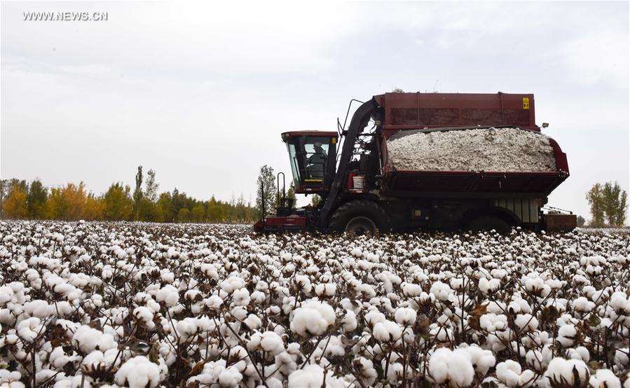 CHINA-XINJIANG-COTTON-PICKING (CN)