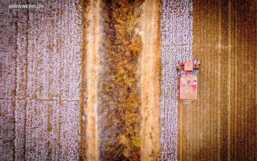 CHINA-XINJIANG-COTTON-PICKING (CN)