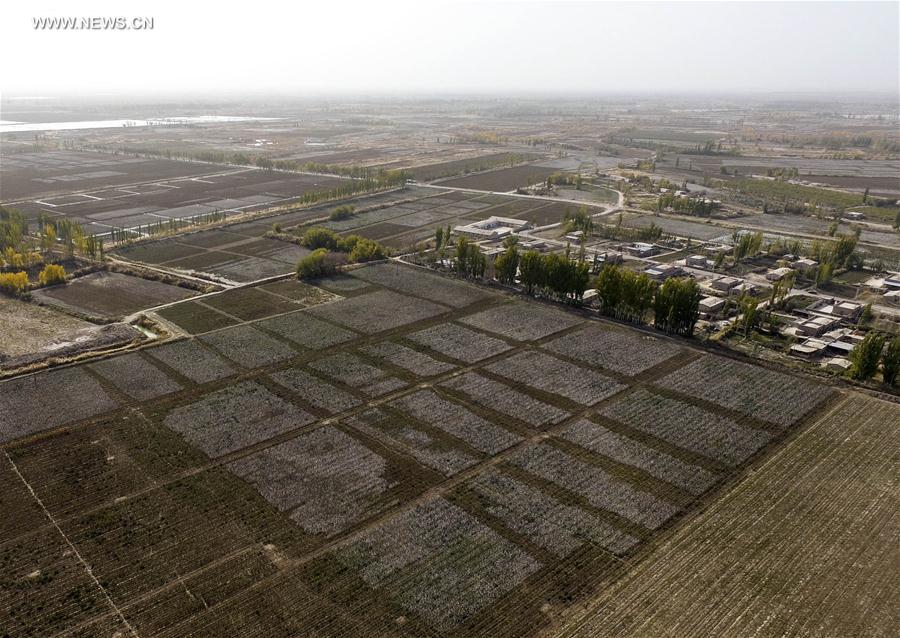CHINA-XINJIANG-COTTON-PICKING (CN)