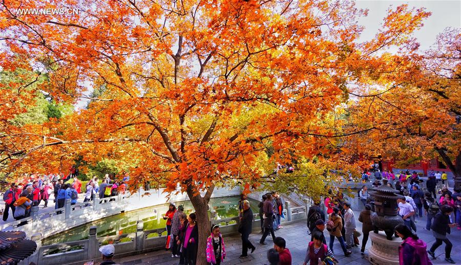 CHINA-BEIJING-AUTUMN-RED LEAVES (CN)