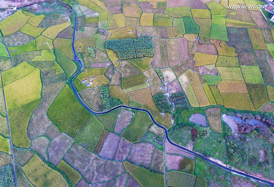 CHINA-GUANGXI-AUTUMN (CN)