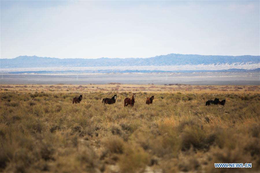 CHINA-GANSU-SHULE RIVER-SCENERY (CN)