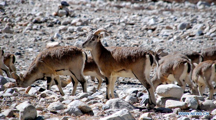 CHINA-MOUNT QOMOLANGMA-SCENERY (CN) 