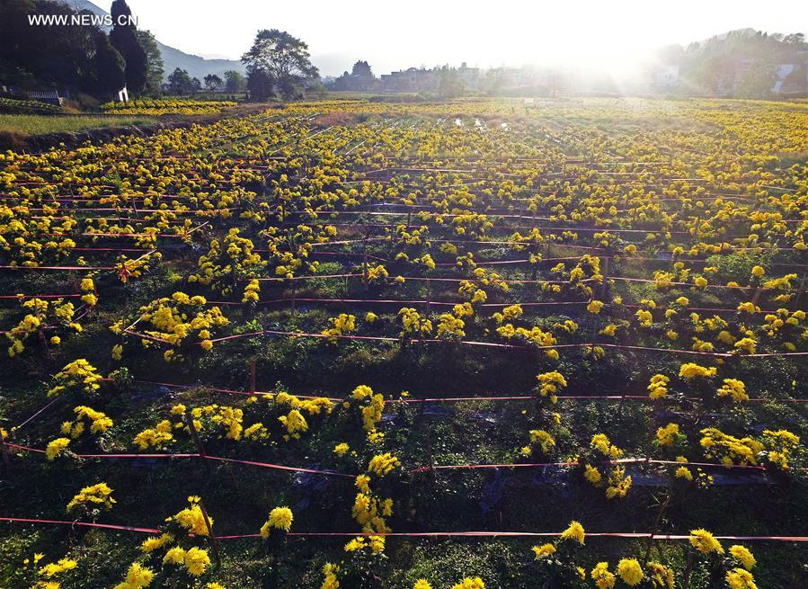 CHINA-JIANGXI-FLOWERS-HARVEST (CN)