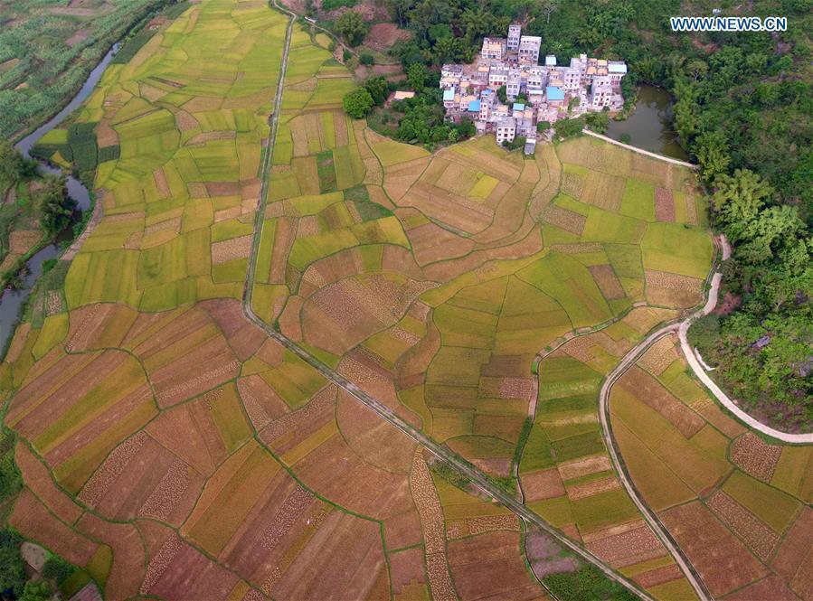CHINA-GUANGXI-GOLDEN FIELDS (CN)
