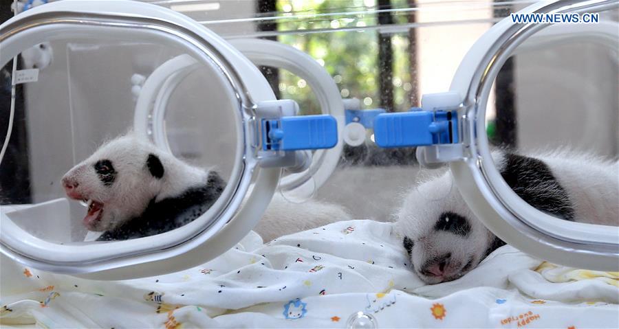 CHINA-SHANGHAI-GIANT PANDA TWINS (CN)