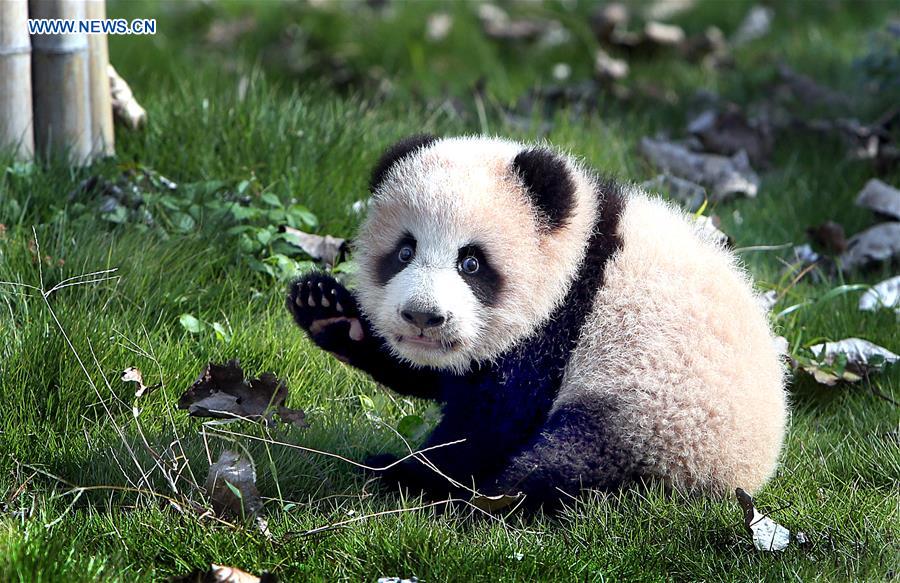 CHINA-SHANGHAI-GIANT PANDA CUB (CN)