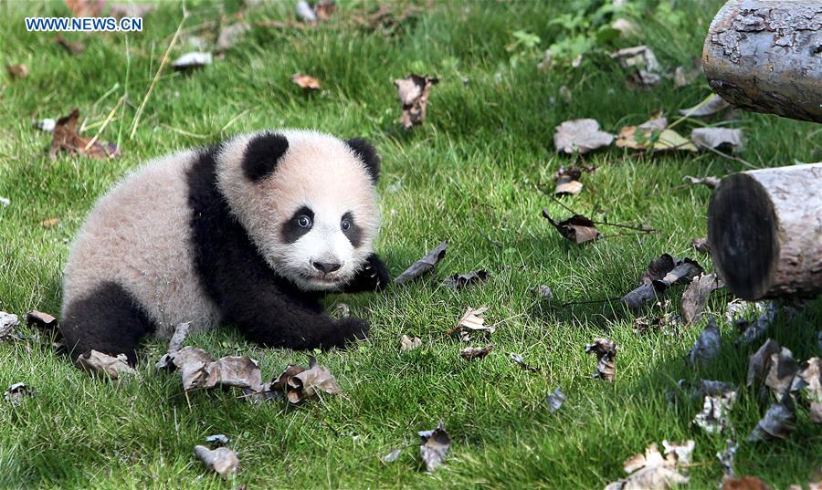 CHINA-SHANGHAI-GIANT PANDA CUB (CN)