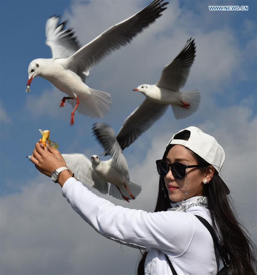CHINA-KUNMING-DIANCHI LAKE-BLACK-HEADED GULLS (CN)