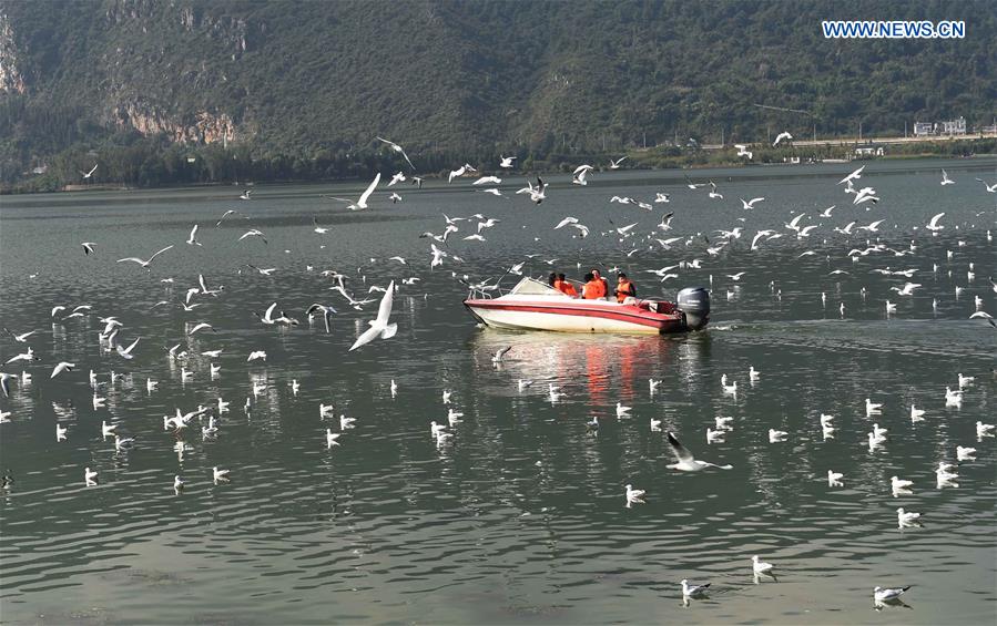 CHINA-KUNMING-DIANCHI LAKE-BLACK-HEADED GULLS (CN)