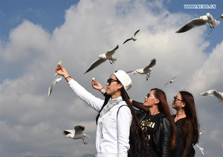 CHINA-KUNMING-DIANCHI LAKE-BLACK-HEADED GULLS (CN)