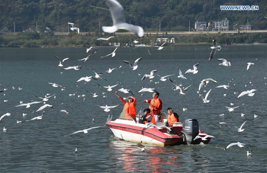 CHINA-KUNMING-DIANCHI LAKE-BLACK-HEADED GULLS (CN)