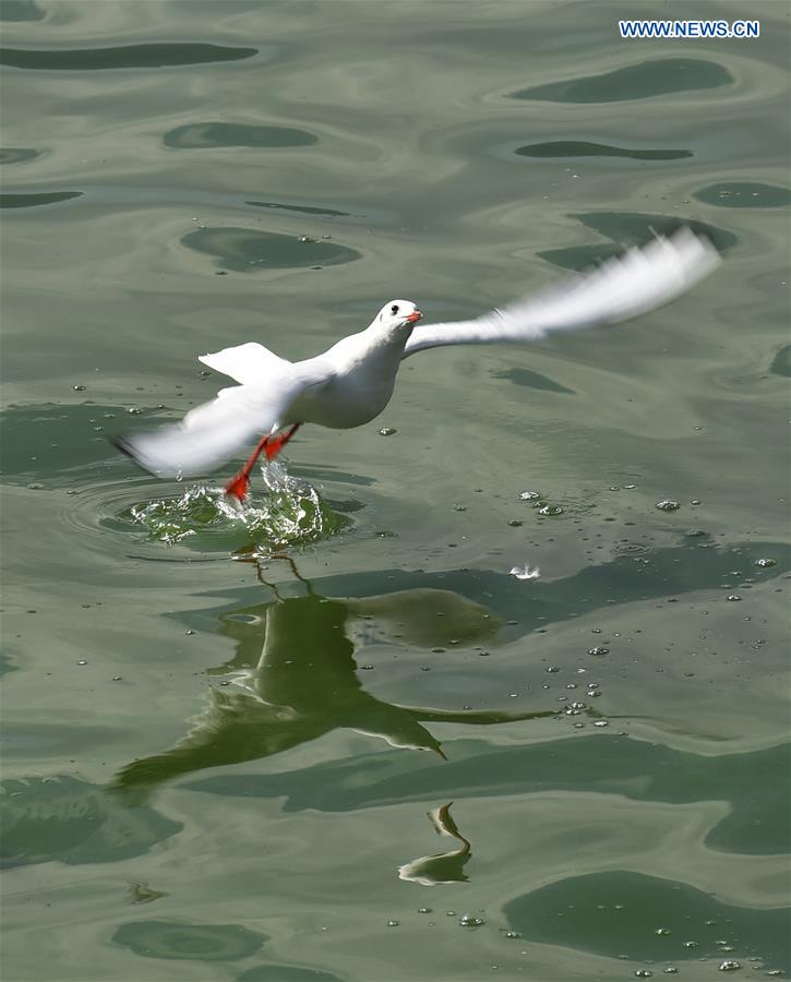 CHINA-KUNMING-DIANCHI LAKE-BLACK-HEADED GULLS (CN)