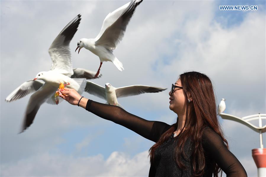 CHINA-KUNMING-DIANCHI LAKE-BLACK-HEADED GULLS (CN)