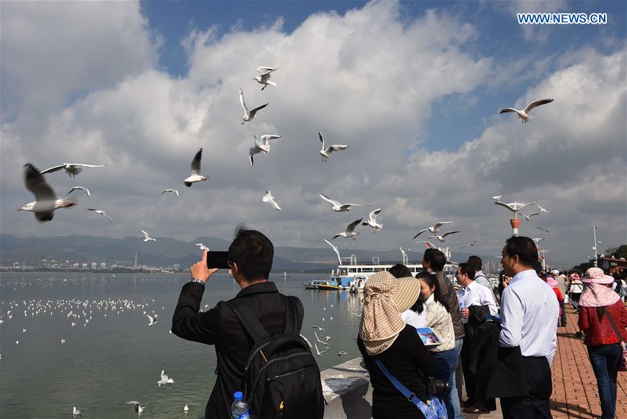 CHINA-KUNMING-DIANCHI LAKE-BLACK-HEADED GULLS (CN)