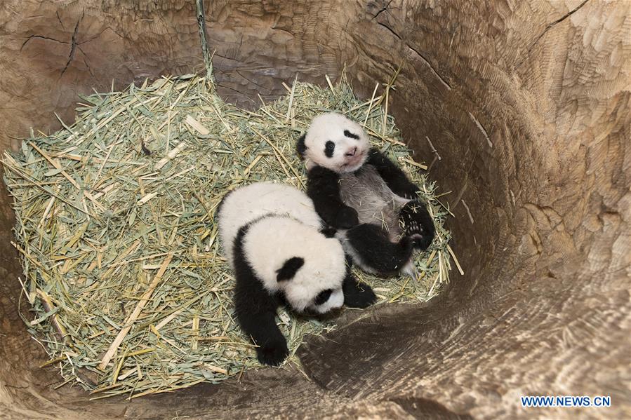 AUSTRIA-VIENNA-PANDA CUBS-NAMES