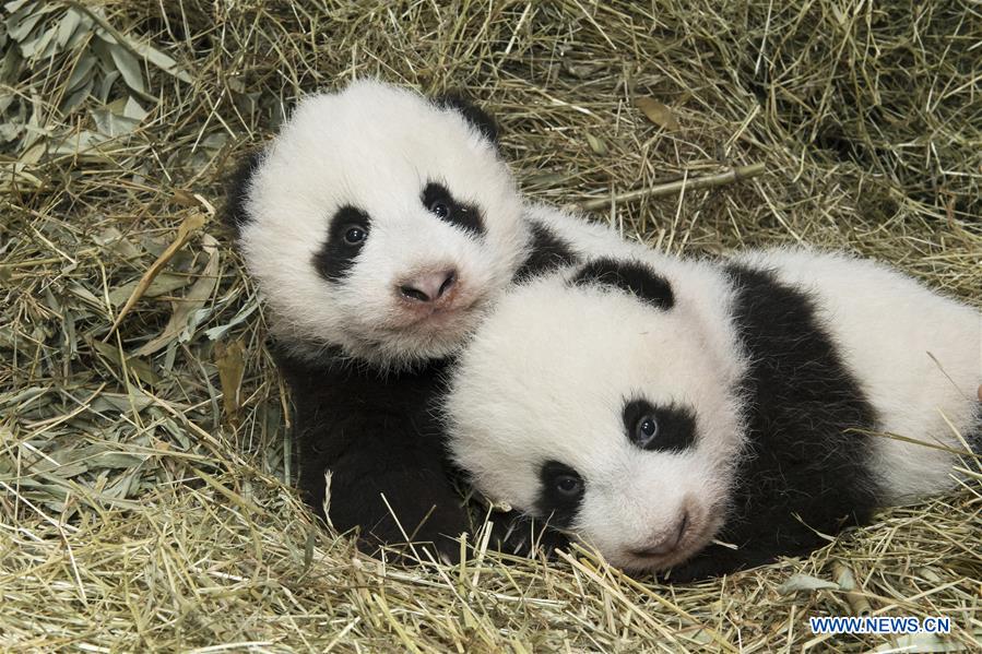 AUSTRIA-VIENNA-PANDA CUBS-NAMES