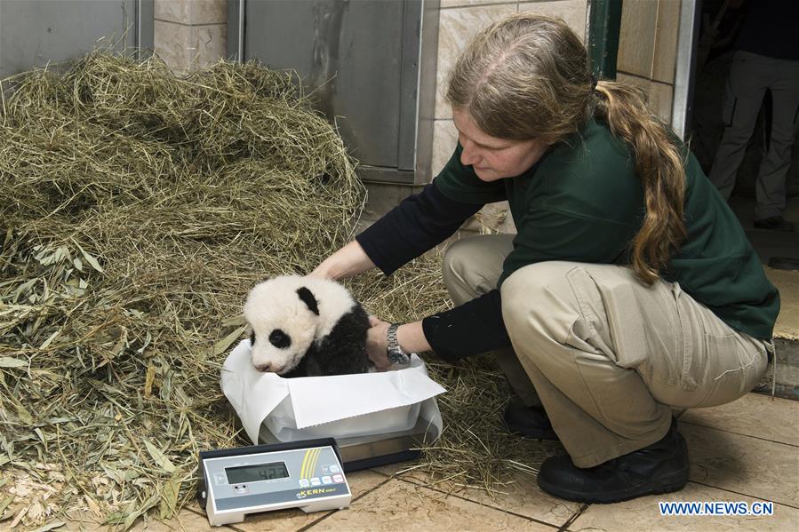 AUSTRIA-VIENNA-PANDA CUBS-NAMES