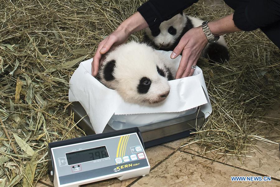 AUSTRIA-VIENNA-PANDA CUBS-NAMES