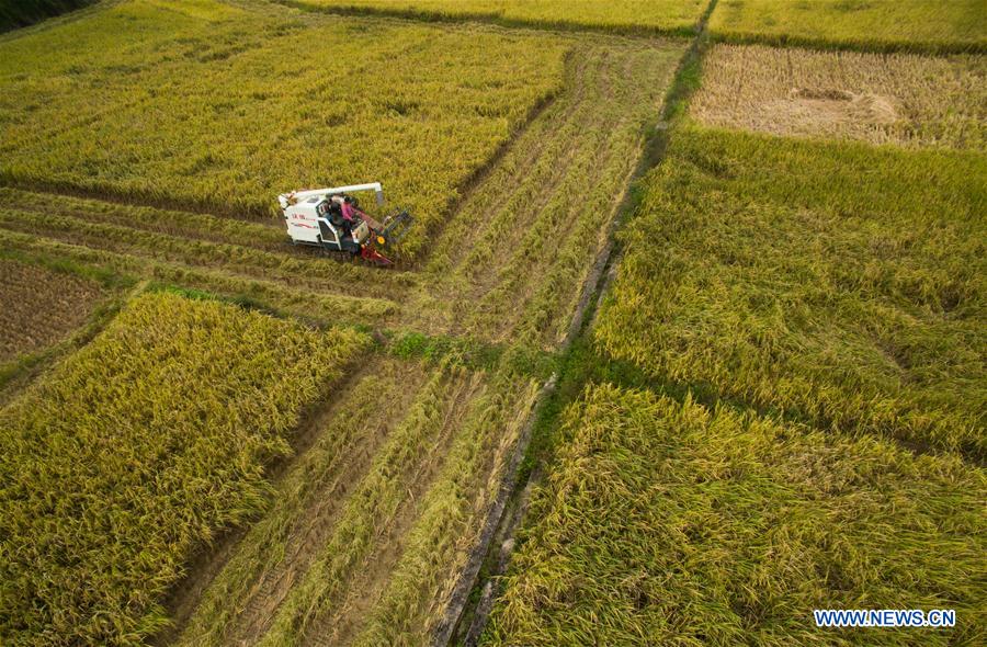 **CHINA-FUJIAN-PADDY RICE-HARVEST (CN)