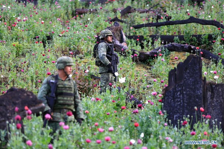 MEXICO-GUERRERO-POPPY DESTRUCTION