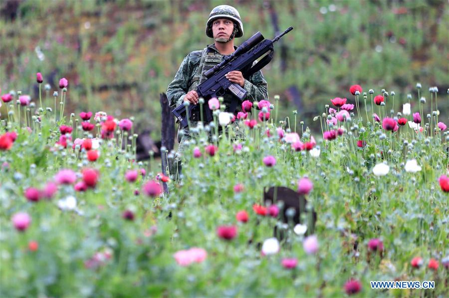 MEXICO-GUERRERO-POPPY DESTRUCTION