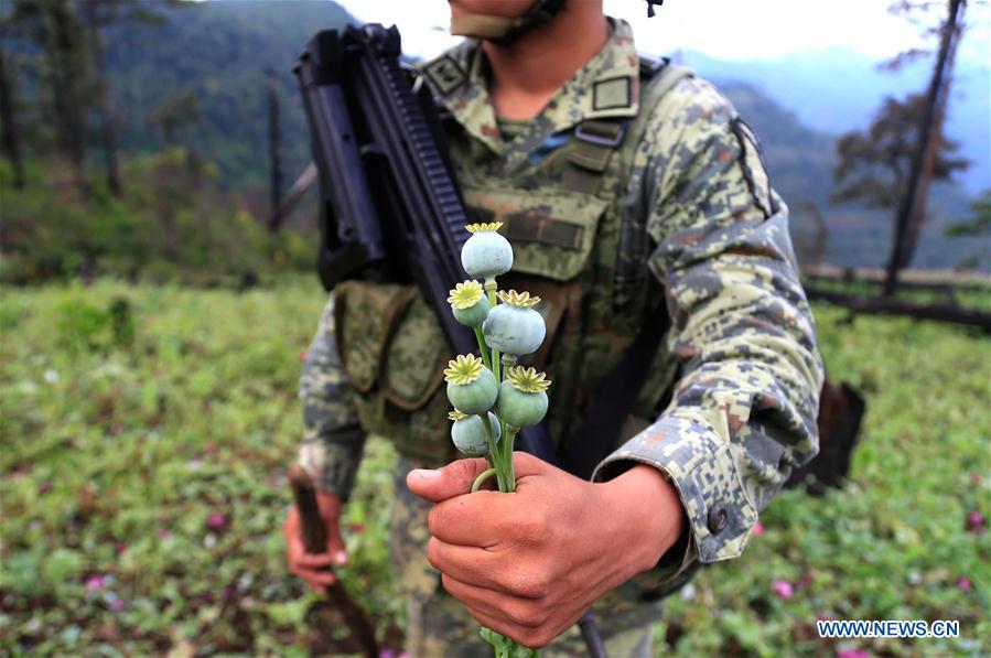 MEXICO-GUERRERO-POPPY DESTRUCTION
