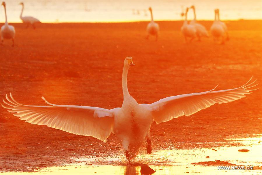 #CHINA-SHANDONG-RONGCHENG-WHOOPER SWANS (CN) 