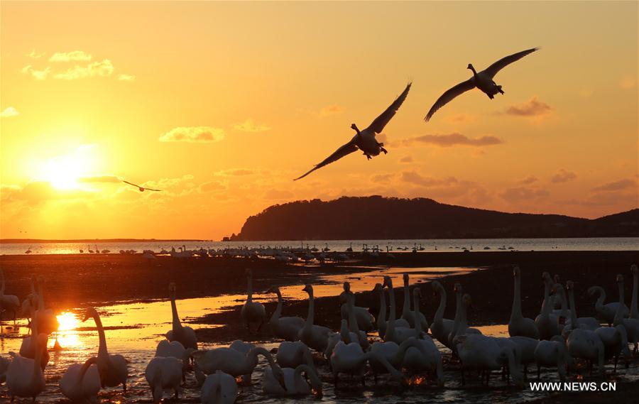 #CHINA-SHANDONG-RONGCHENG-WHOOPER SWANS (CN)