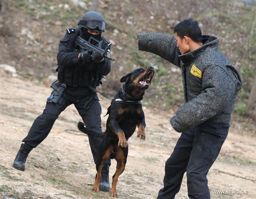 CHINA-BEIJING-POLICE DOG (CN)
