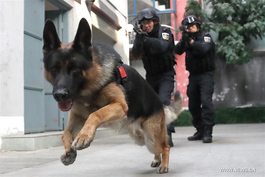 CHINA-BEIJING-POLICE DOG (CN)