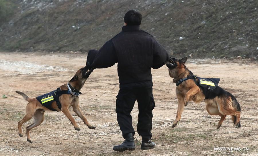CHINA-BEIJING-POLICE DOG (CN)