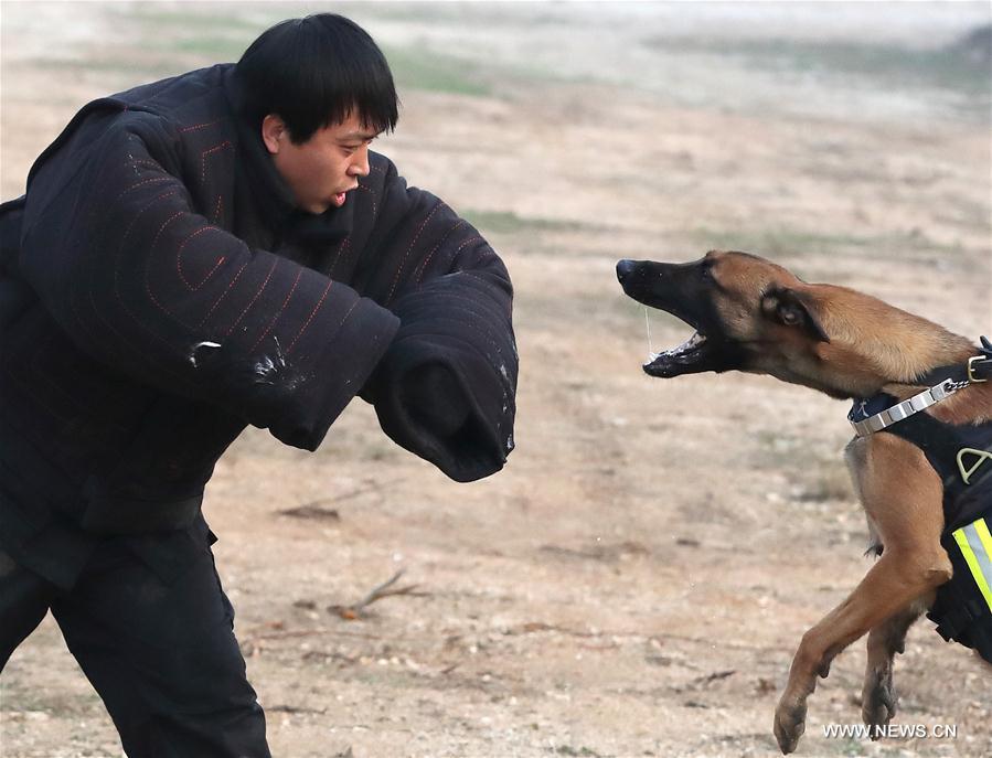 CHINA-BEIJING-POLICE DOG (CN)