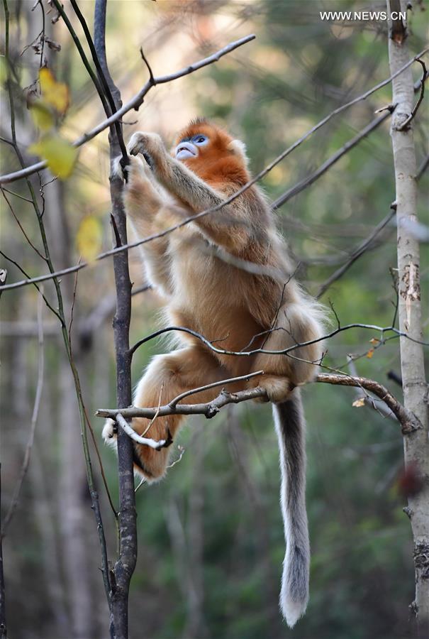 CHINA-SHAANXI-NINGSHAN-GOLDEN MONKEY(CN)