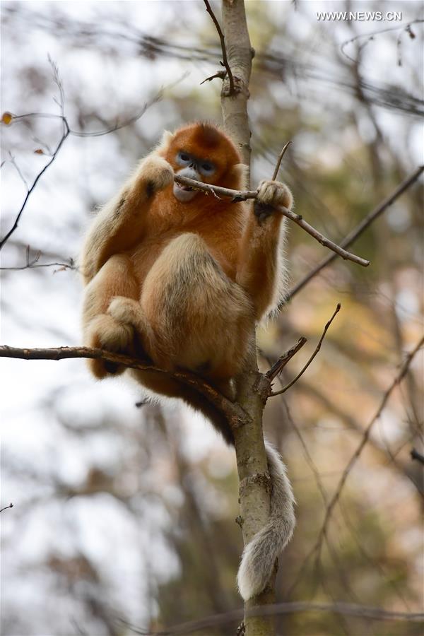 CHINA-SHAANXI-NINGSHAN-GOLDEN MONKEY(CN)