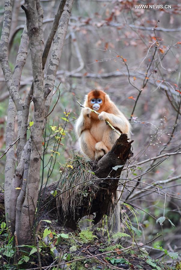 CHINA-SHAANXI-NINGSHAN-GOLDEN MONKEY(CN)