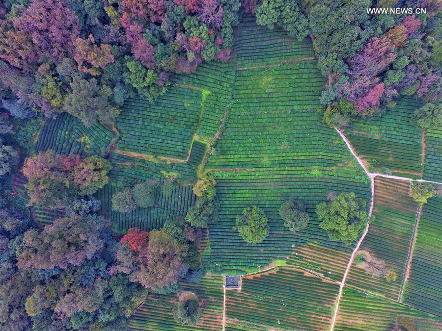 #CHINA-AUTUMN SCENERY (CN)
