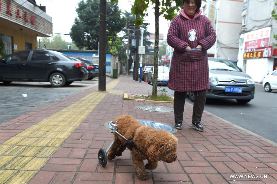 CHINA-ANHUI-DISABLED DOG-MOBILITY-KIND PEOPLE (CN)