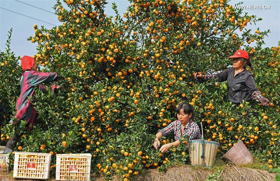 CHINA-JIANGXI-FUZHOU-ORANGE-HARVEST (CN)  