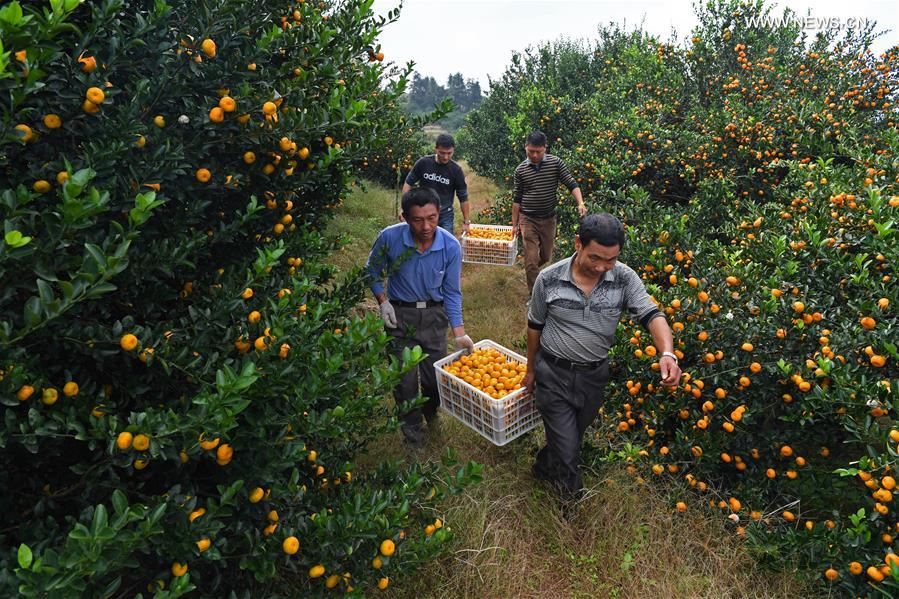 CHINA-JIANGXI-FUZHOU-ORANGE-HARVEST (CN)  
