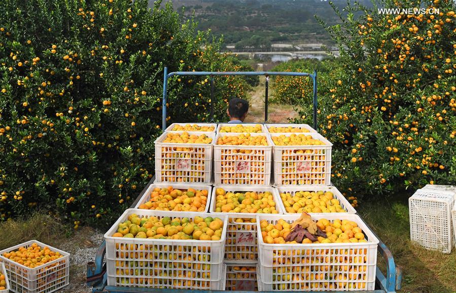 CHINA-JIANGXI-FUZHOU-ORANGE-HARVEST (CN)