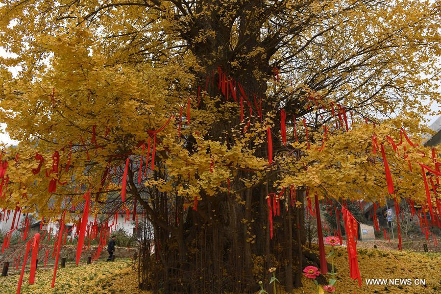 CHINA-SHAANXI-LIUBA-GINKGO TREE (CN)