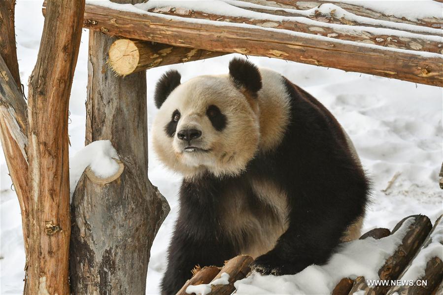 Born in southwest China's warm Sichuan Province, the two adult pandas, 8-year-old You You and 10-year-old Si Jia, embraced their first freezing winter in northeast China. 