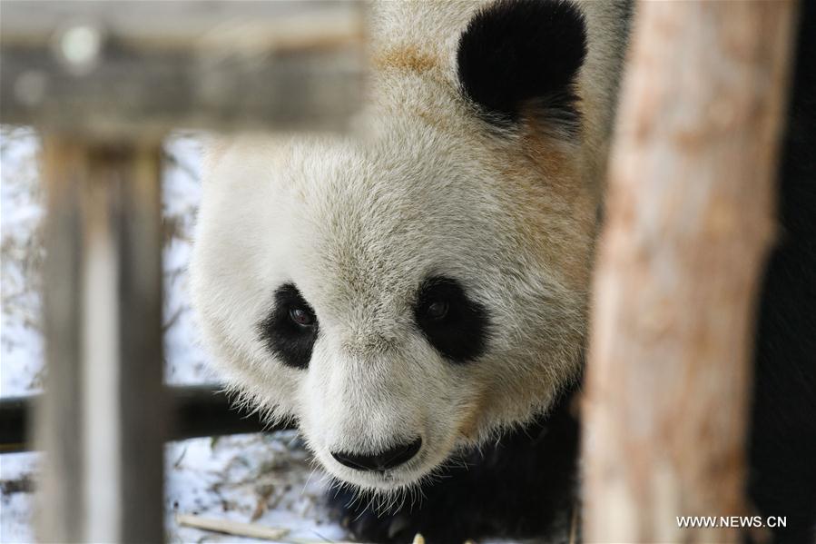 Born in southwest China's warm Sichuan Province, the two adult pandas, 8-year-old You You and 10-year-old Si Jia, embraced their first freezing winter in northeast China. 