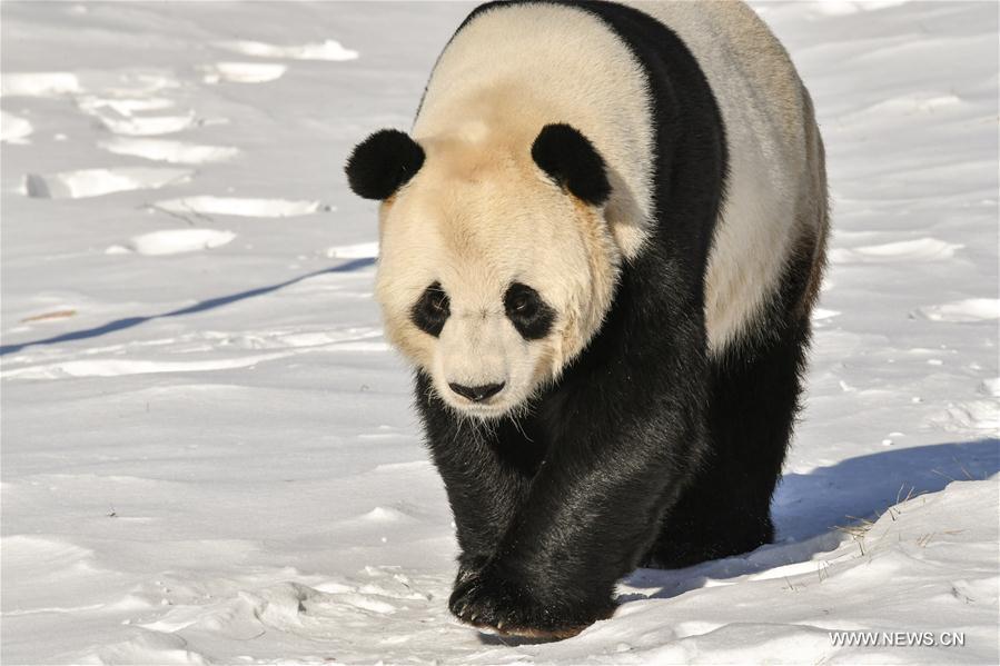 Born in southwest China's warm Sichuan Province, the two adult pandas, 8-year-old You You and 10-year-old Si Jia, embraced their first freezing winter in northeast China. 