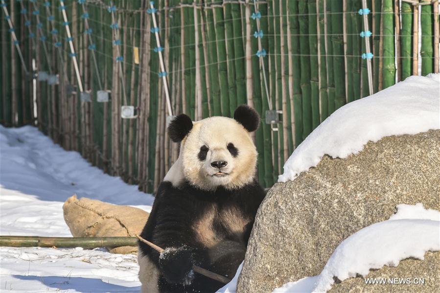 Born in southwest China's warm Sichuan Province, the two adult pandas, 8-year-old You You and 10-year-old Si Jia, embraced their first freezing winter in northeast China. 
