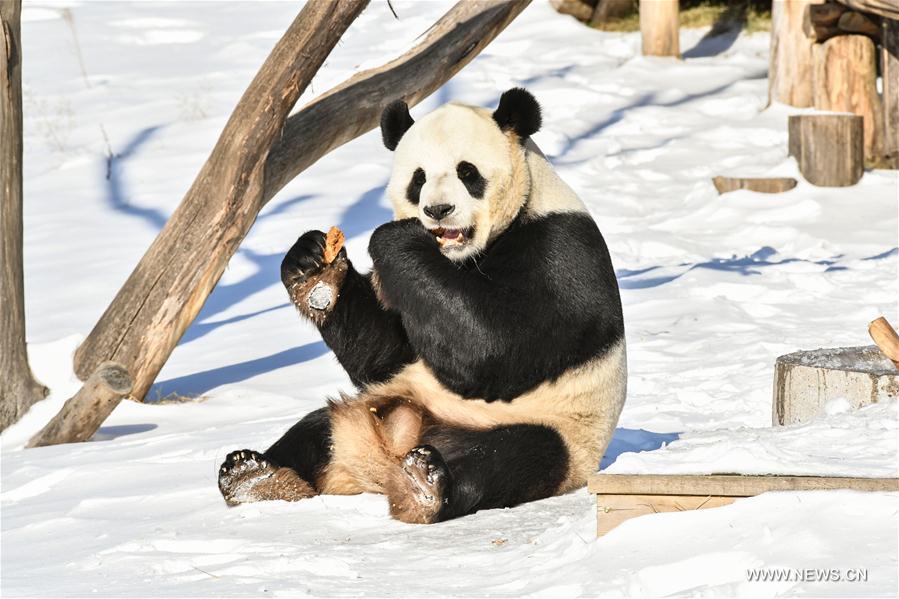 Born in southwest China's warm Sichuan Province, the two adult pandas, 8-year-old You You and 10-year-old Si Jia, embraced their first freezing winter in northeast China. 
