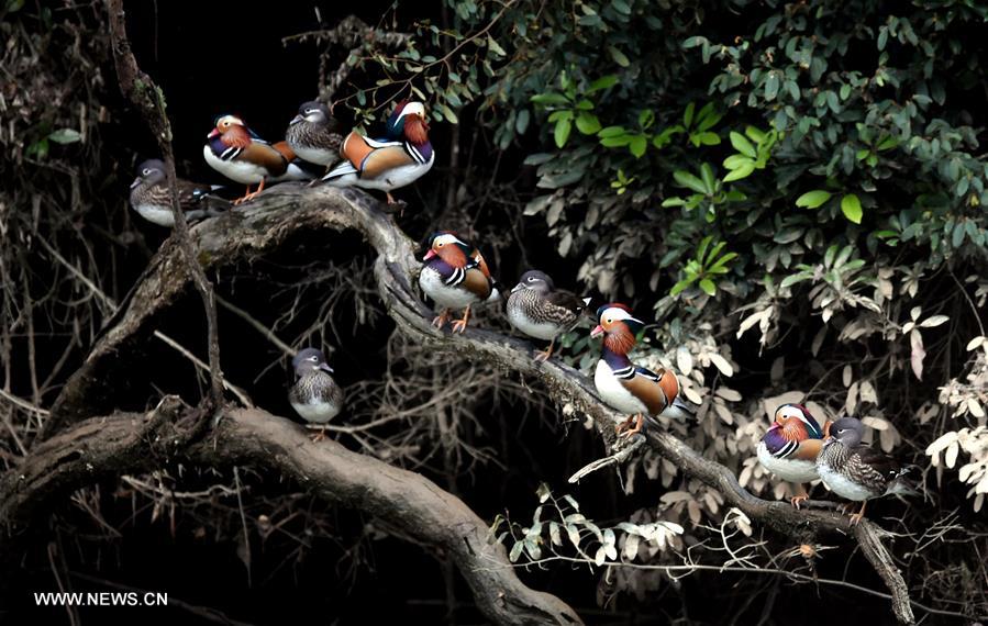CHINA-FUJIAN-MANDARIN DUCKS (CN)