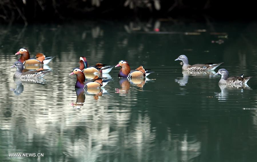 CHINA-FUJIAN-MANDARIN DUCKS (CN)