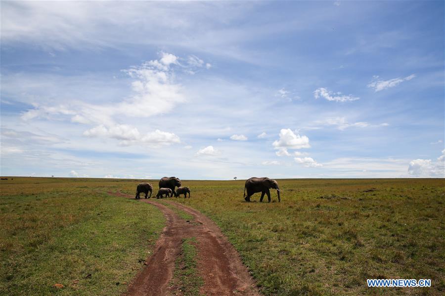 KENYA-MAASAI MARA NATIONAL RESERVE-WILDLIFE